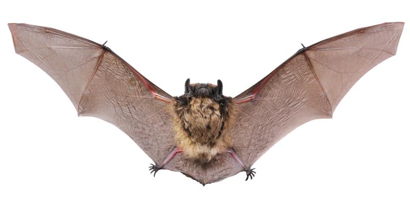 Nature Trivia Question: What is the wingspan of the world's largest bat?