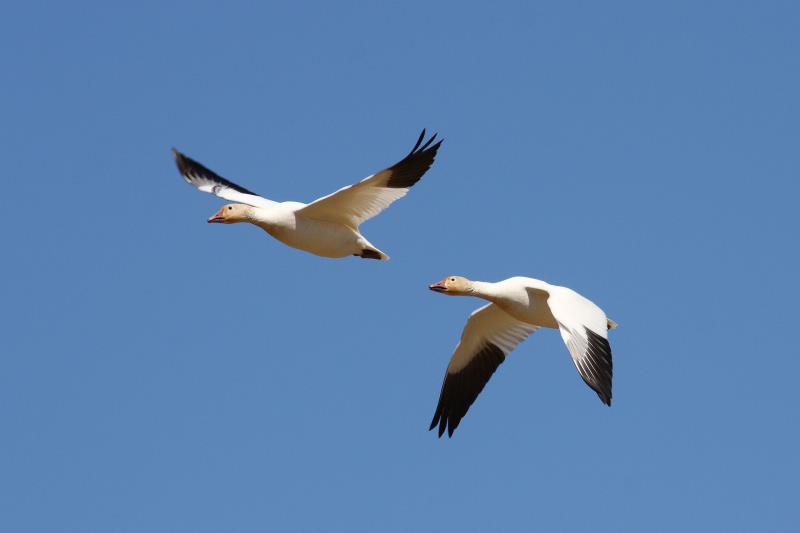 Nature Trivia Question: What name is given to a group of geese in the air?