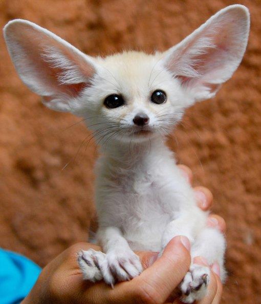 natura Pytanie-Ciekawostka: Jakie zwierzę ma największe uszy?