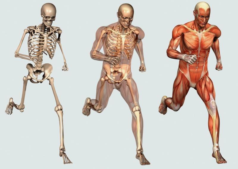 Наука Запитання-цікавинка: Яка кістка в скелеті людини є найміцнішою?