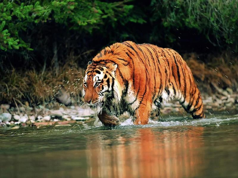 Nature Trivia Question: Which is the largest of all tigers?