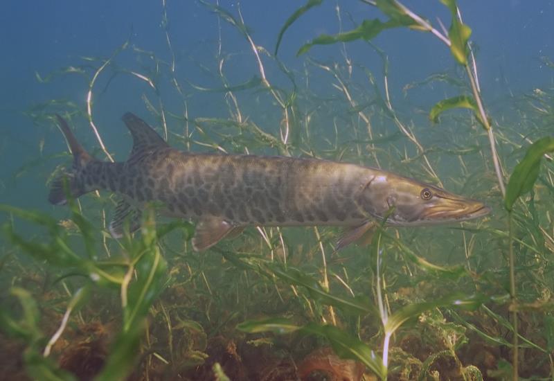 Nature Trivia Question: Which pike species is the largest in size?