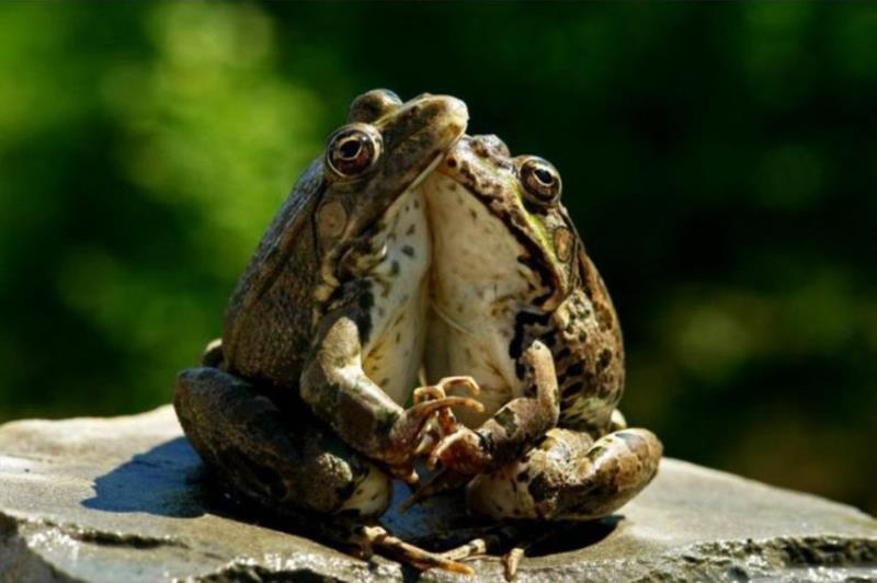 Природа Вопрос: Жабы и лягушки - это одно и то же?