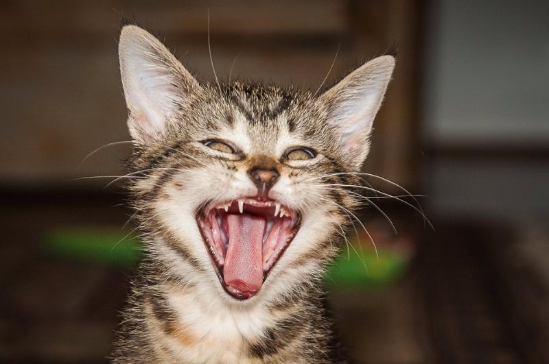 Nature Trivia Question: How many teeth does the average adult cat have?