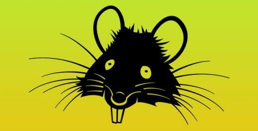 Culture Trivia Question: In the novel Charlotte's Web, what is the name of the rat?