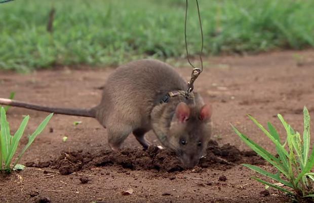 История Вопрос: Какую по размеру  территорию очистили гамбийские хомяковидные  крысы-сапёры?