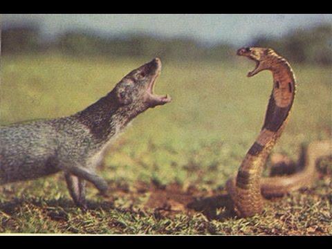 Nature Trivia Question: Mongoose versus Cobra, who normally wins?