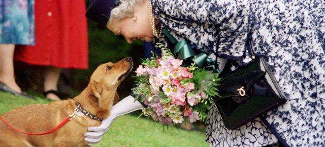 Общество Вопрос: Не секрет, что королева Великобритании Елизавета II очень любит собак. А как называется ее любимая порода собак?