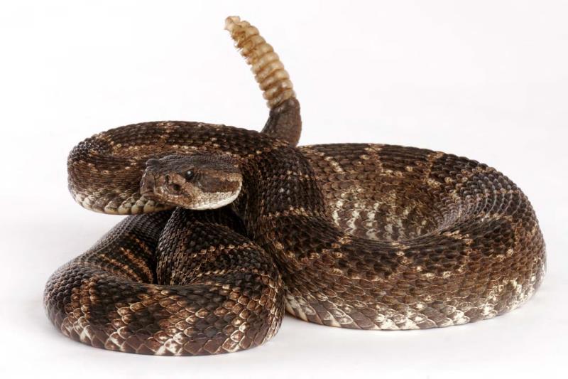 Nature Trivia Question: Rattle snakes are born without  their rattle.