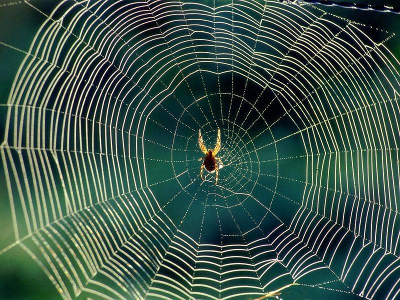 Наука Вопрос: В основе нити паука лежит вещество, называемое фибрин. А какова его химическая природа?