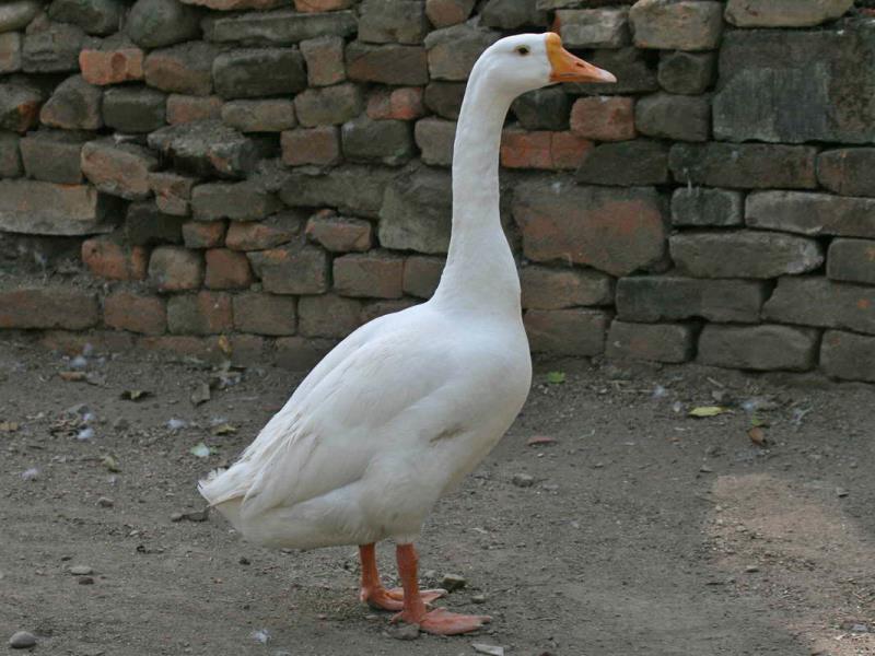 Nature Trivia Question: What is a female goose called?