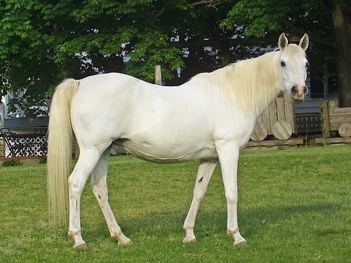 Nature Trivia Question: What is a female horse over 5 years old called?