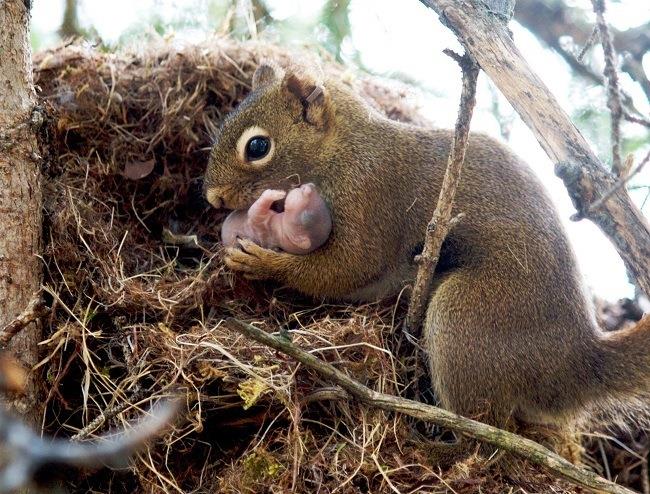 Nature Trivia Question: What is a squirrel's nest called?