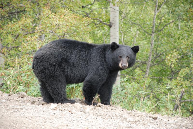 Natura Domande: Qual è il modo più preciso per determinare l'età di un orso?