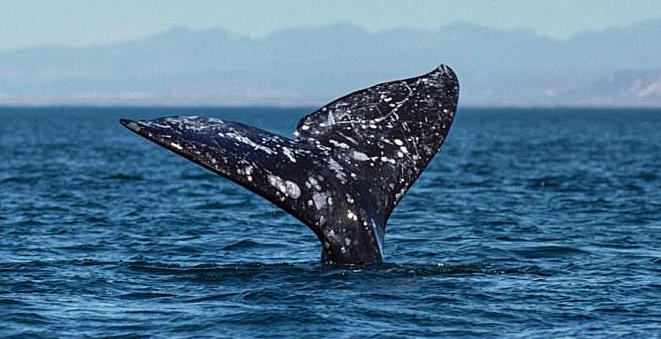 Nature Trivia Question: What whale made the longest migration of any mammal on the planet?