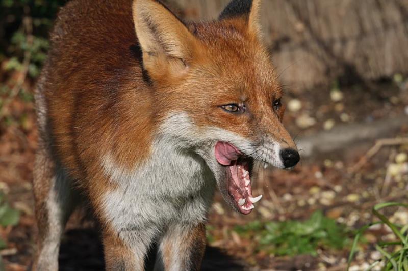 Nature Trivia Question: For many years, Switzerland kept rabid fox populations in check using...?