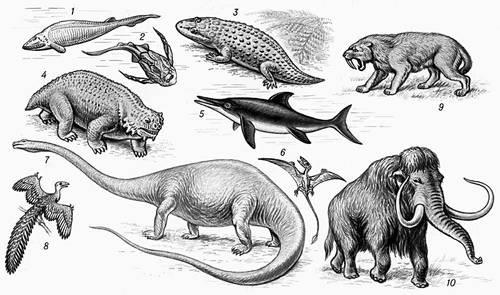 Природа Вопрос: Каких представителей животного царства, обитающих в настоящее время, можно считать самыми древними животными на Земле?