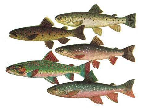 Природа Вопрос: Какой из перечисленных видов лососевых рыб не вписывается в "компанию" трёх остальных (находится по отношению к ним в наиболее дальнем родстве)?