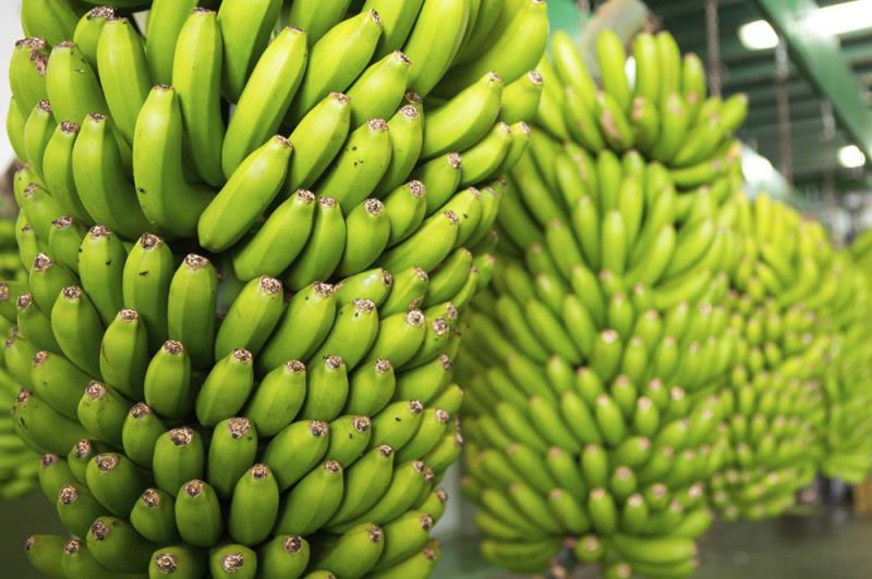 География Вопрос: Какая страна занимает первое место в мире по объемам выращивания (производства) бананов?