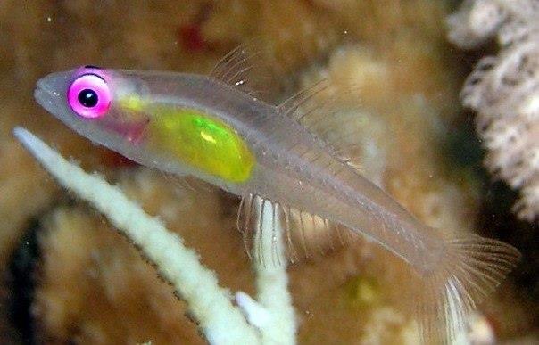 Природа Вопрос: Тропическая рыба Paedocypris progenetica на сегодняшний день считается одной из двух самых маленьких рыб в мире. Какова ее минимальная длина по утверждению учёных?