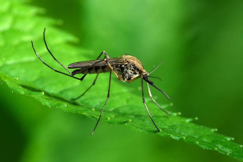 Природа Вопрос: При помощи какого сенсорного органа комар находит свою жертву?