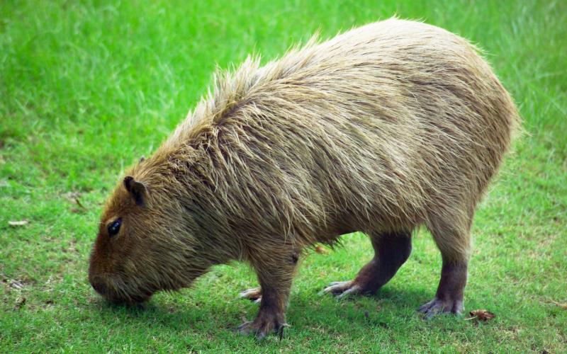 Nature Trivia Question: The capybara is native to which continent?
