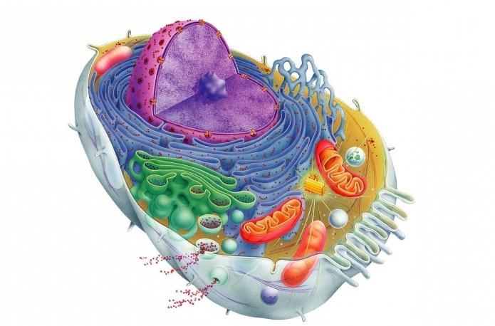 Наука Вопрос: В чем состоит структурное отличие растительной клетки от животной клетки?