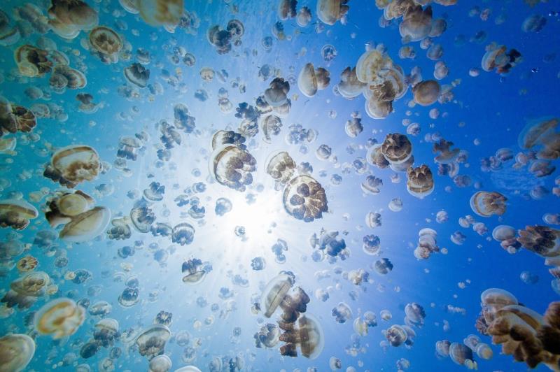 Nature Trivia Question: What is a group of jellyfish called?