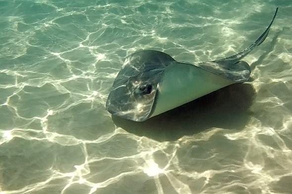 Nature Trivia Question: What is a grouping of stingrays called?