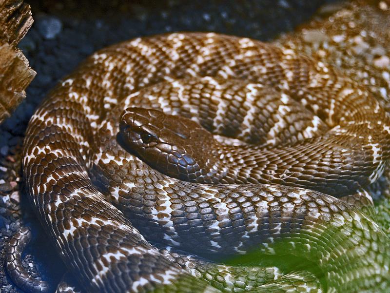 Nature Question: Quelle espèce ou quel type de cobra cette photo représente-t-elle ?
