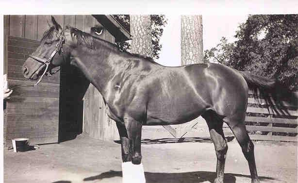 History Trivia Question: You probably have heard of the race horse named "Seabiscuit". Did Seabiscuit ever win any of the "Triple Crown" races i.e. Kentucky Derby, Preakness Stakes, or Belmont Stakes?