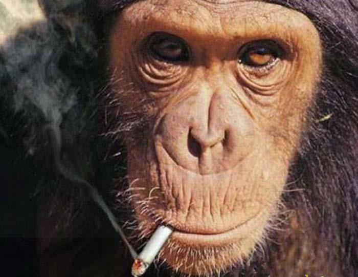 природа Запитання-цікавинка: Чи буває тютюнова залежність у тварин?