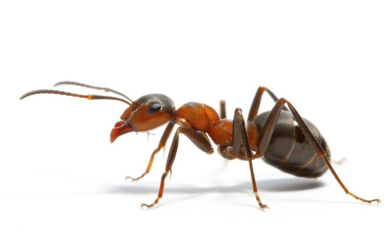 Nature Trivia Question: Can ants smell?