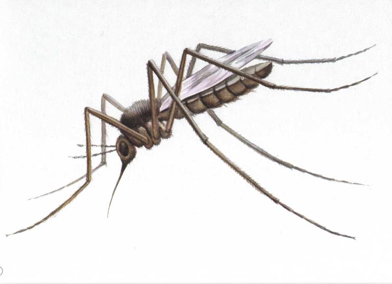 Природа Вопрос: Как часто самка комара откладывает яйца?