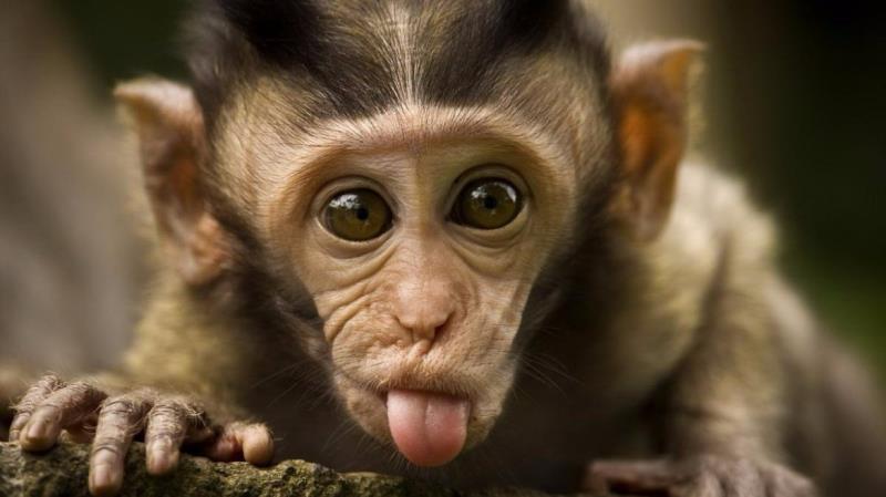 Наука Вопрос: Каких обезьян французский учёный назвал по фамилии своих кредиторов?