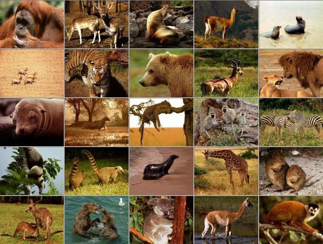Природа Вопрос: Какое млекопитающее имеет самую длинную продолжительность жизни?