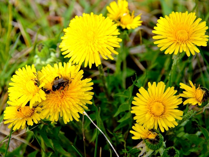 Природа Вопрос: Почему известное растение с желтыми цветками в народе прозвали "мать-и-мачеха"?