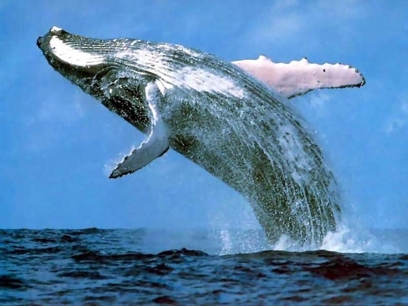 Наука Вопрос: С размером какого автомобиля можно сравнить размеры сердца синего кита?