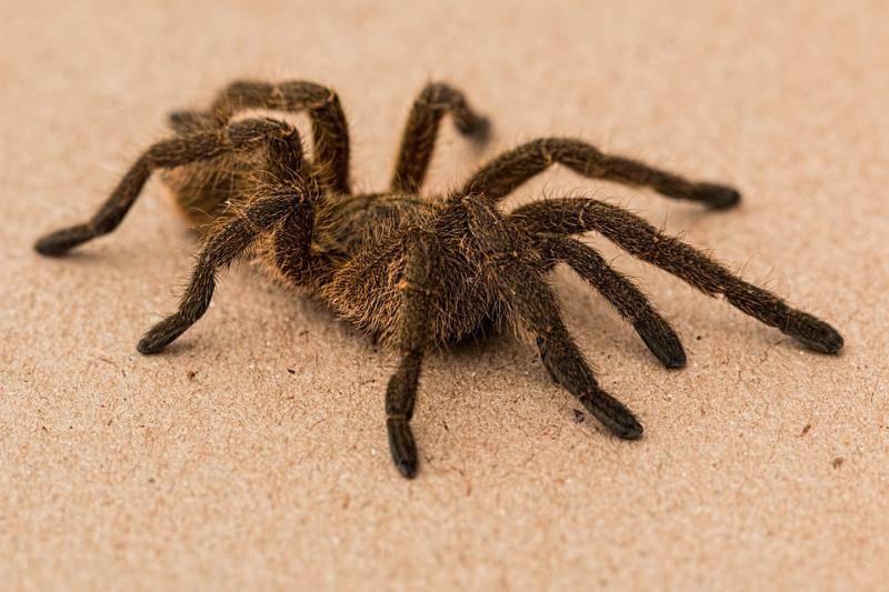 Природа Вопрос: Связаны ли между собой названия паука "тарантул" и танца "тарантелла"?