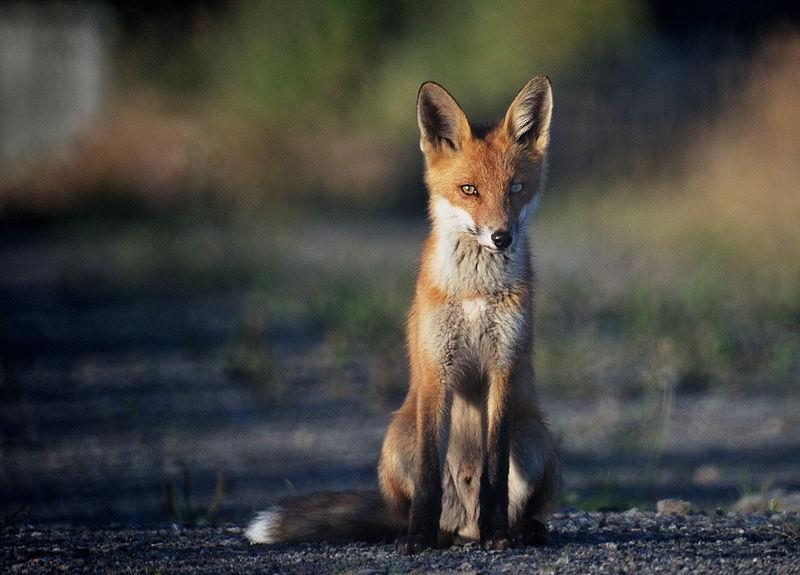 Nature Trivia Question: What is a female fox called?