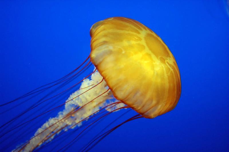 Nature Trivia Question: What is a group of jellyfish called?