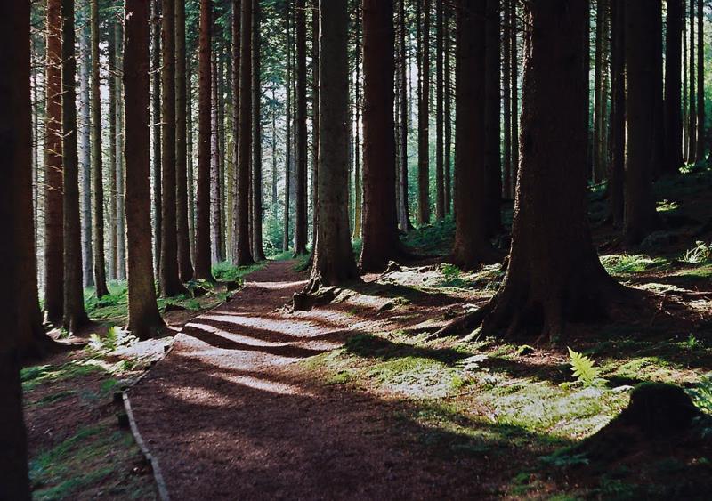 Geography Trivia Question: Which is the largest forest in England?