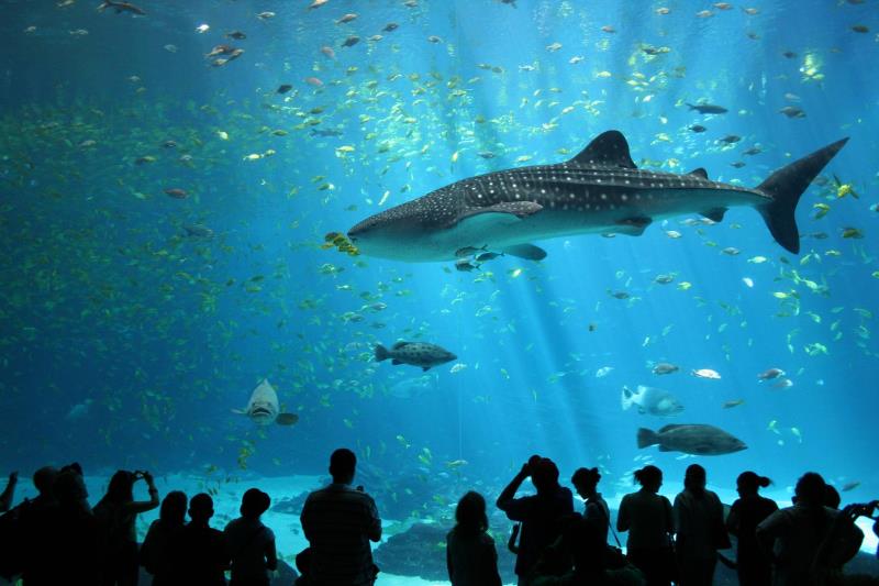 Природа Вопрос: Чего нет в теле акулы?