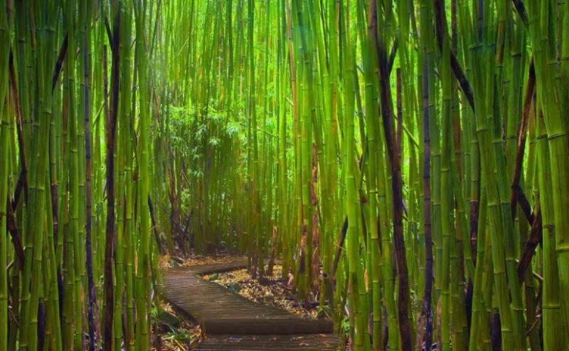 Общество Вопрос: Какое значение слова "бамбук"?