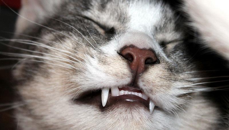 Nature Trivia Question: How many teeth does the average adult cat have?