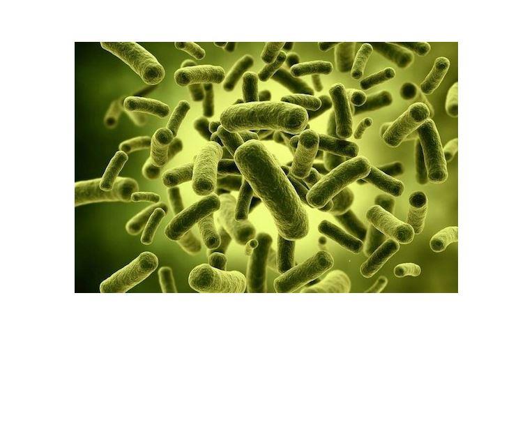 Наука Вопрос: Верно ли утверждение, что число микробов и бактерий в организме человека во много раз превышает количество клеток тела человека?