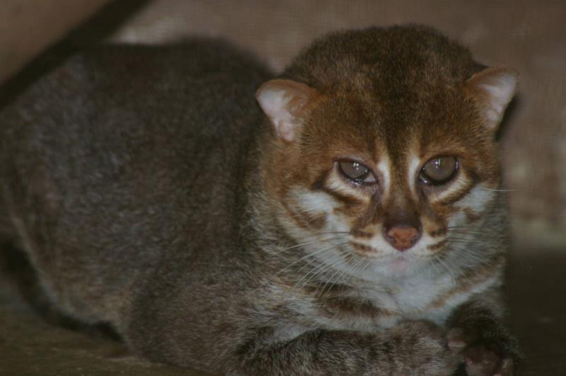 Природа Вопрос: Втягивает ли суматранская кошка когти?