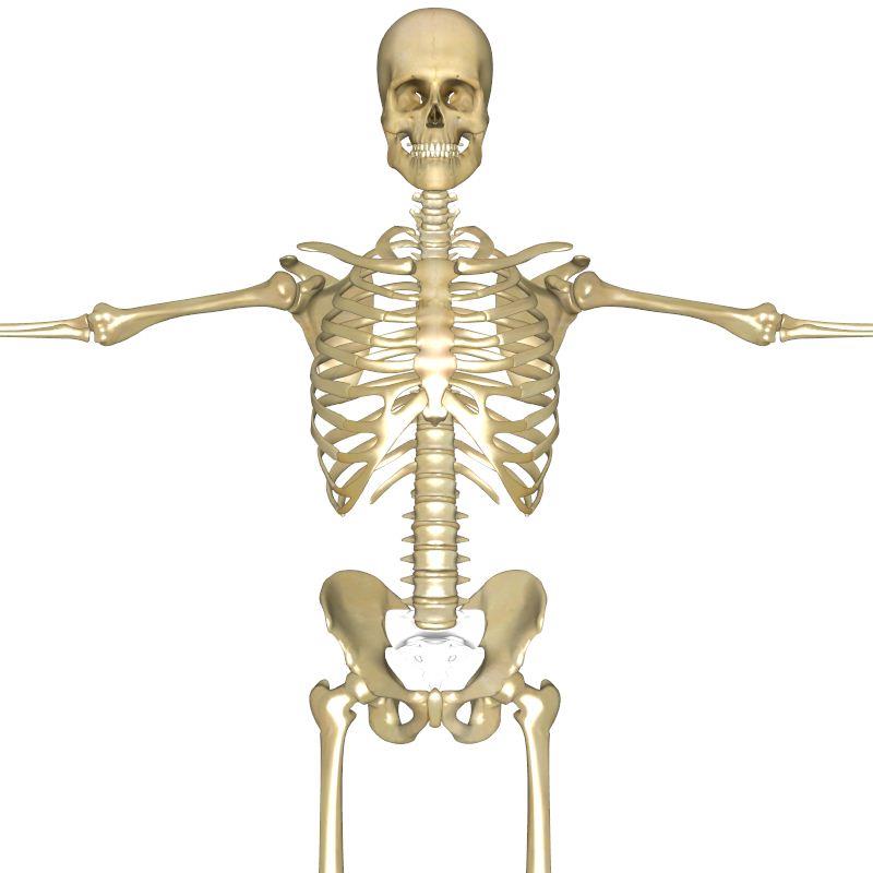 nauka Pytanie-Ciekawostka: Jaka kość w ludzkim ciele nigdy nie dotyka żadnej innej kości?