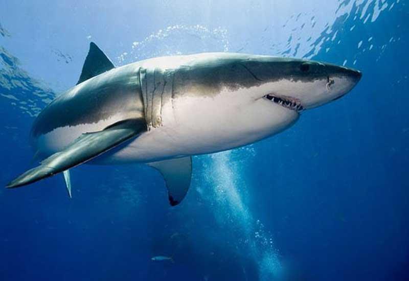 География Вопрос: Есть ли в Адриатическом море акулы?