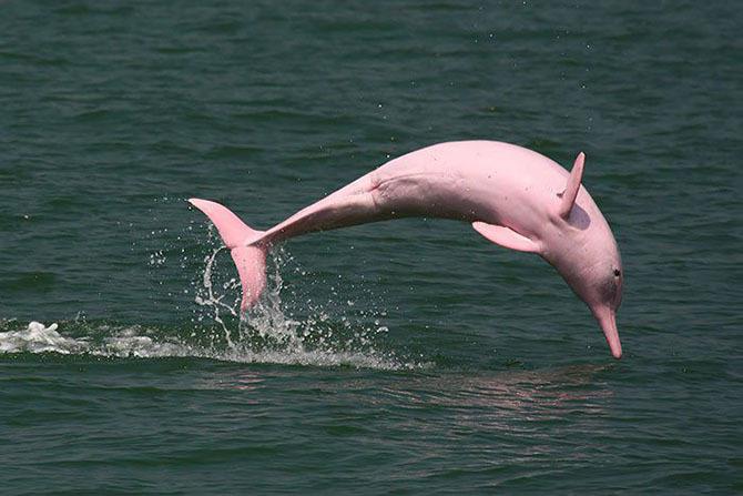 Природа Вопрос: Где обитает розовый дельфин?